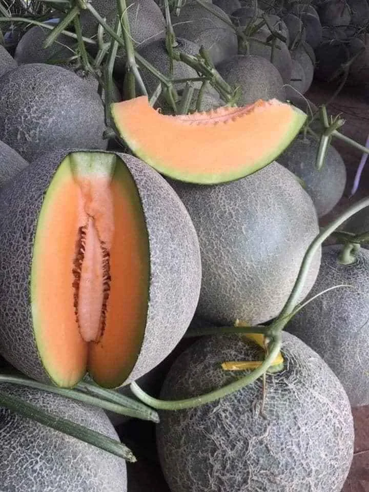 Новейшая свежая желтая Дыня короля канталупа для вашего здоровья и красоты мисс Кэти