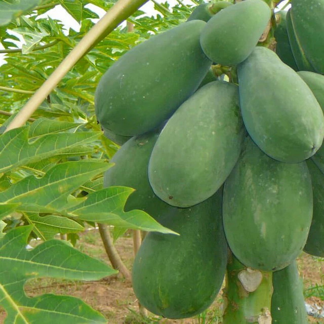 Свежий Супер вкусный вкус Премиум качество зеленый Папайя-экспорт цельных фруктов