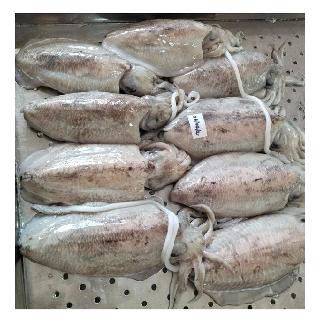 Frozen Cuttlefish whole block frozen from India