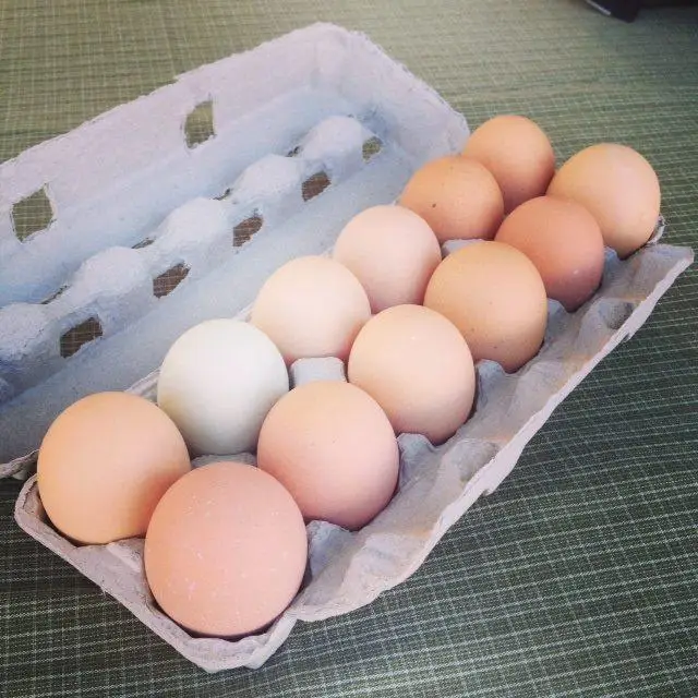 FERTILE CHICKEN HATCHING EGGS