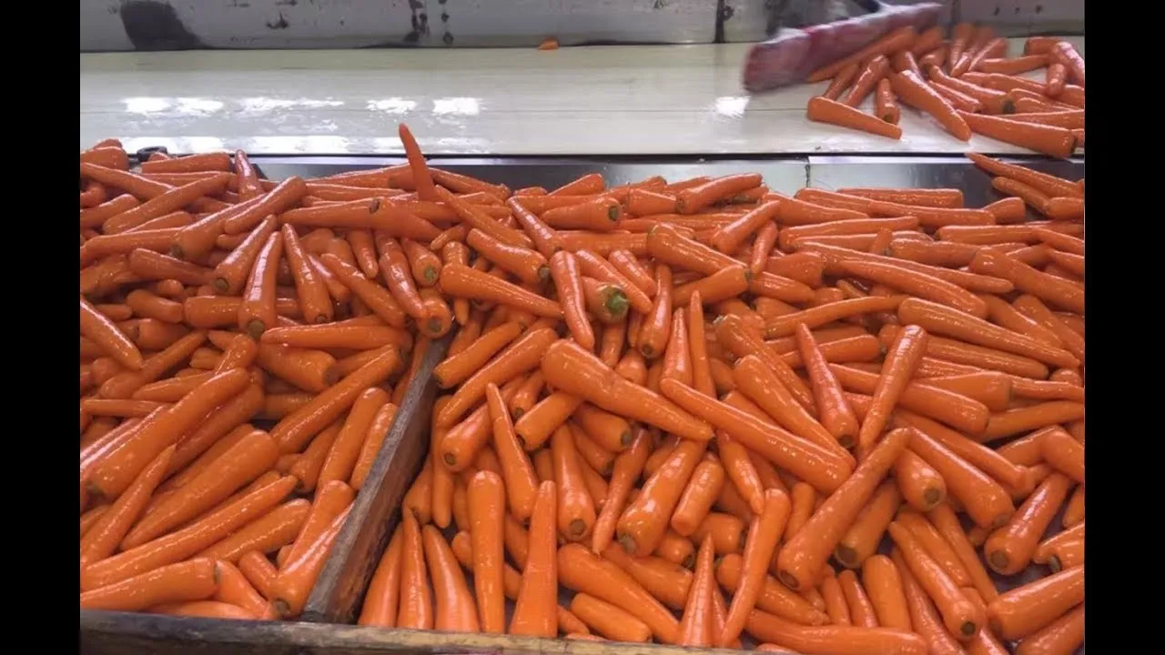 IQF Frozen Carrots Diced/Sliced - Tropical Fruits & Vegetables from Vietnam