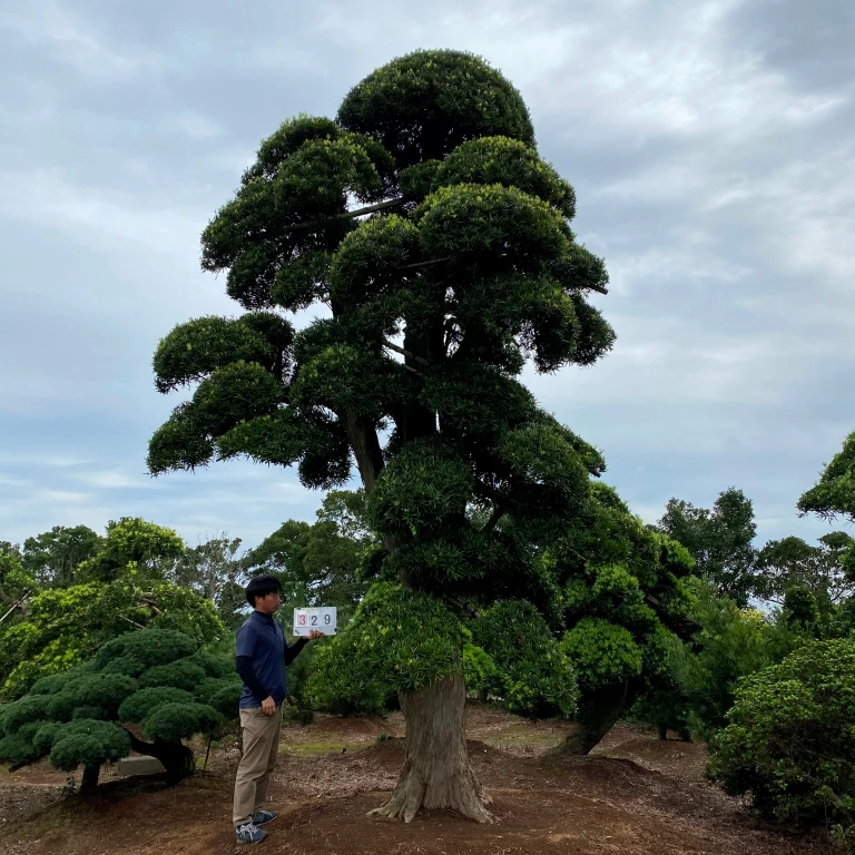 Landscape Plants Podocarpus Macrophyllus Bonsai Tree