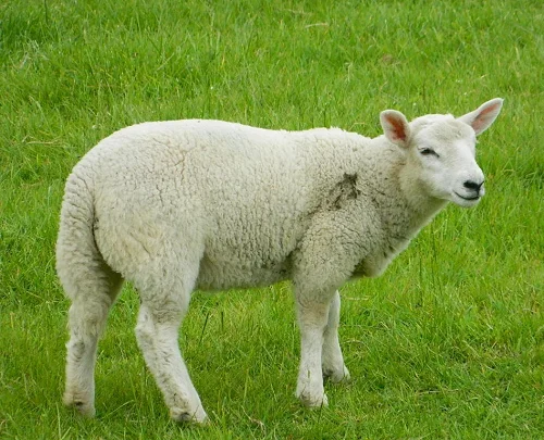 Moghani Sheep,cow,camel,sheep,goat,ox,bull