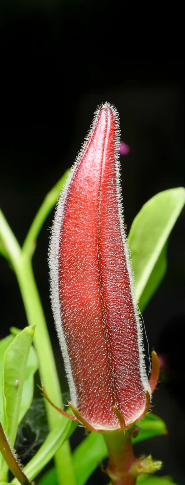 (Organic) Rosella plant Powder (1,000 gram) Thai Herbal Extract - Wholesale - custom size package & design (Product of Thailand)