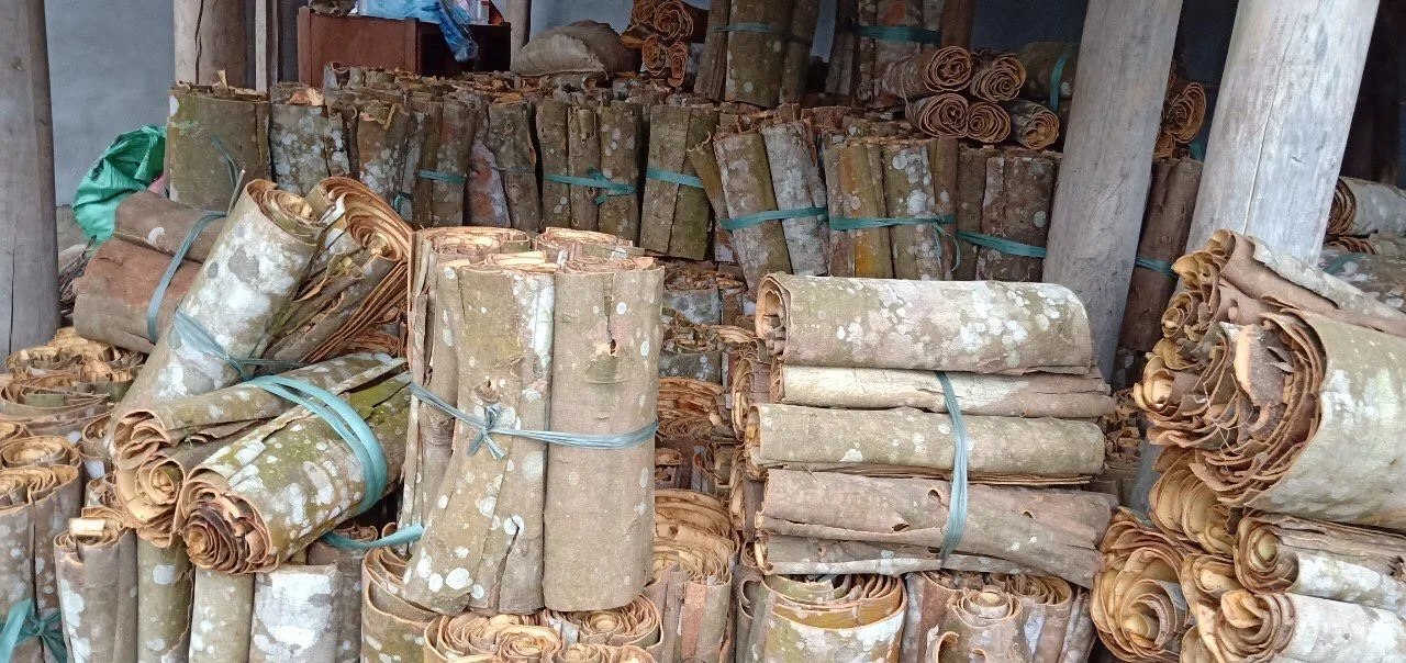 Cinnamon Purity Organic Product Great Flavor Cinnamon Stick Bark Premium Food Grade Hot Sell Quality