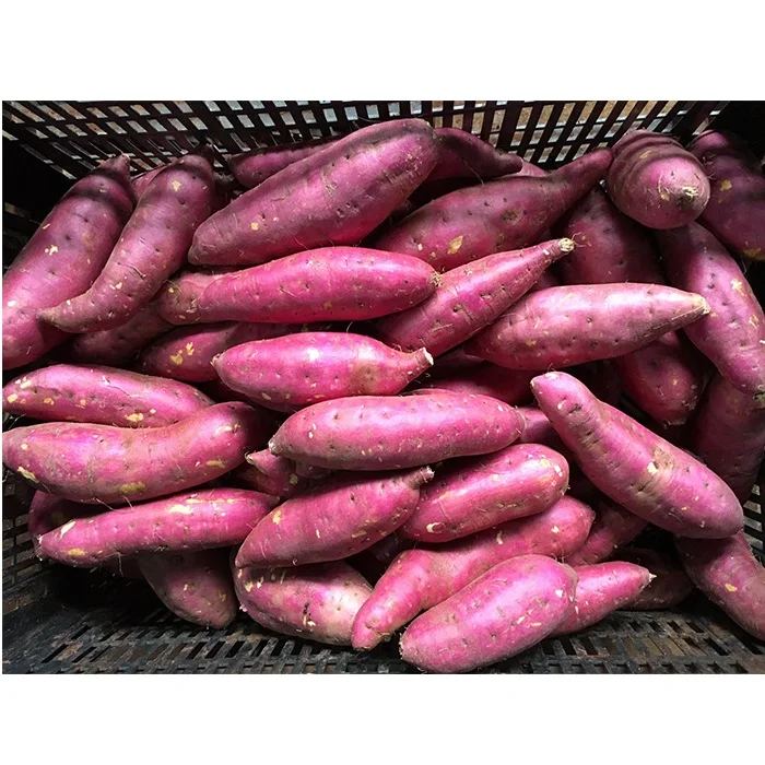 Сельскохозяйственная продукция, Органический 4-6 шт. за кг, свежий сладкий картофель с сроком годности 5 месяцев из Вьетнама