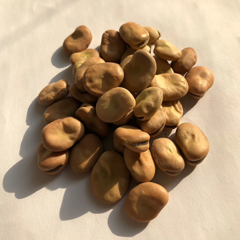 
Wholesale Dried Broad Beans Fava Beans 