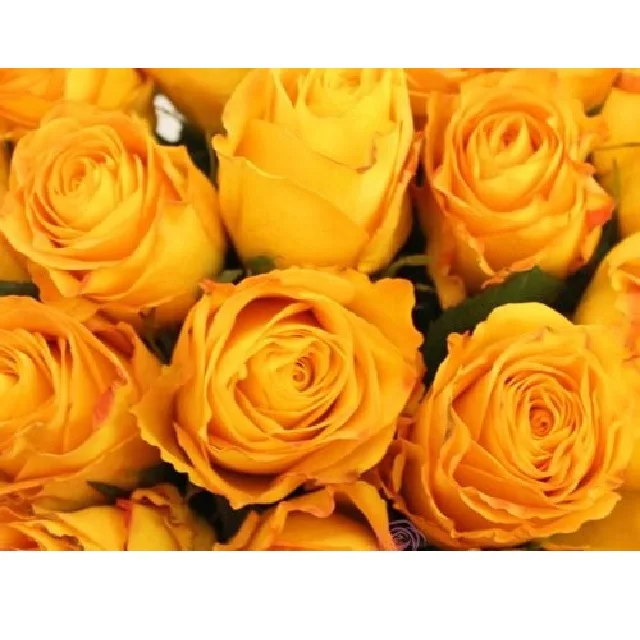 wholesales fresh real long lasting Yellow natural bright color Rosa rosaceae Asian multi shade Button Rose Fresh loose Flowers