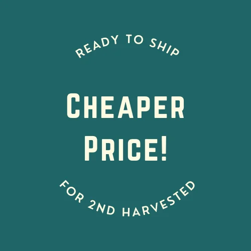 Высококачественный растворимый органический японский порошок зеленого чая маття