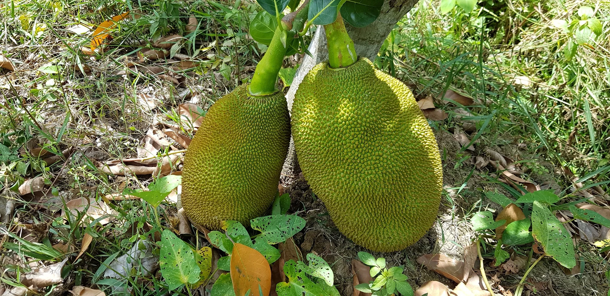 Young green jackfruit canned in brine / young green jack fruit preserve vegan- Vietnam jackfruit