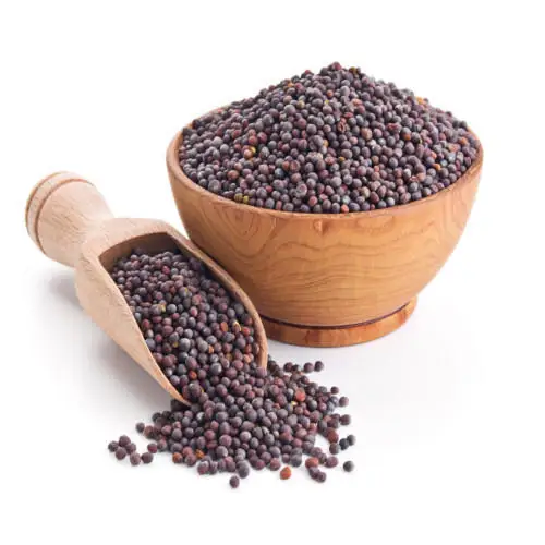 100 % Quality Top Best Price Black Mustard Seeds - Brassica nigra Price