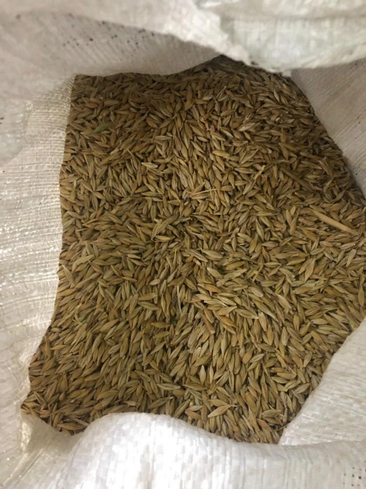 Barley for animal feeding / Ukrainian feed barley in bulk for export
