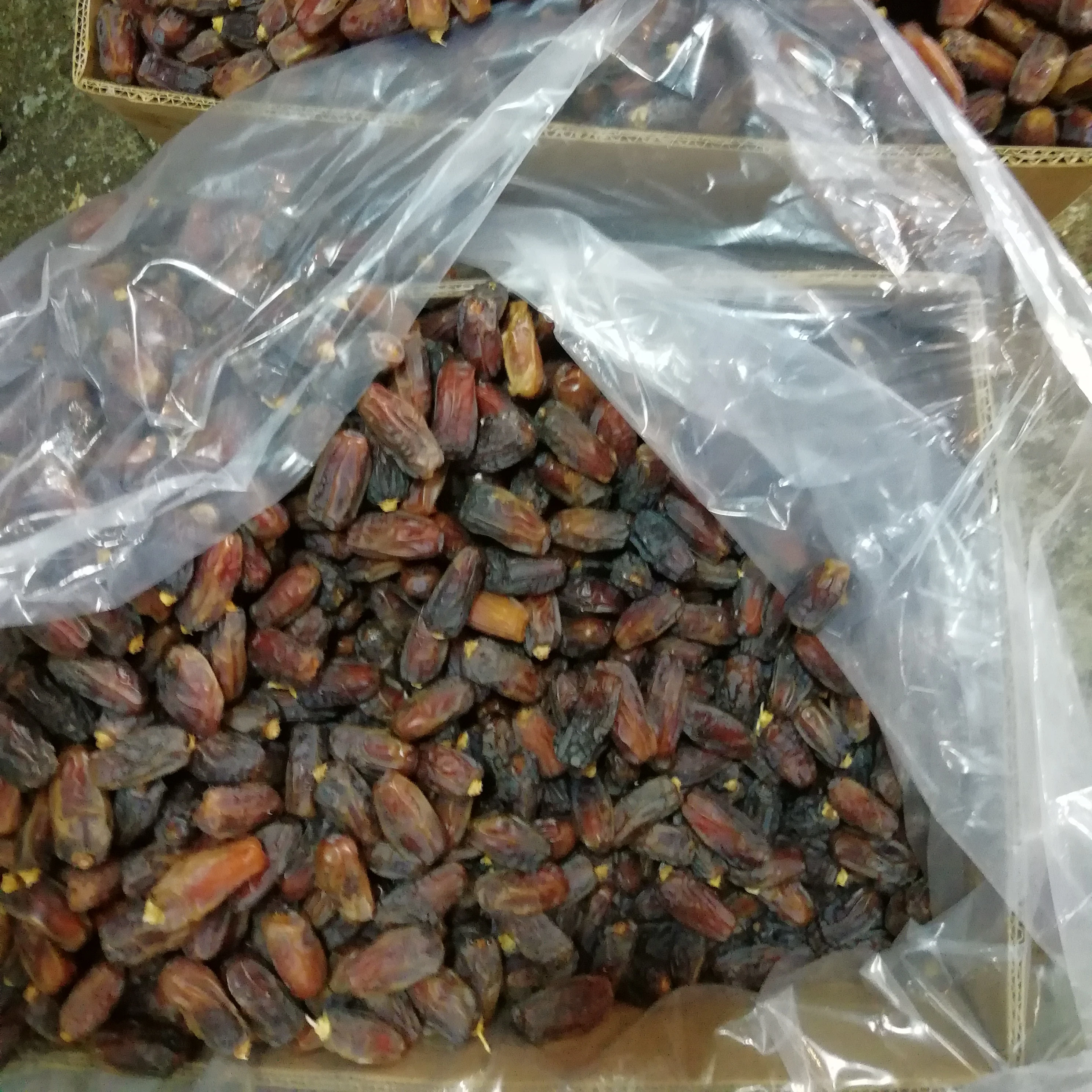 Fresh and Soft Mashrooq dates| 100% expert Saudi company for exporting dates to the global market