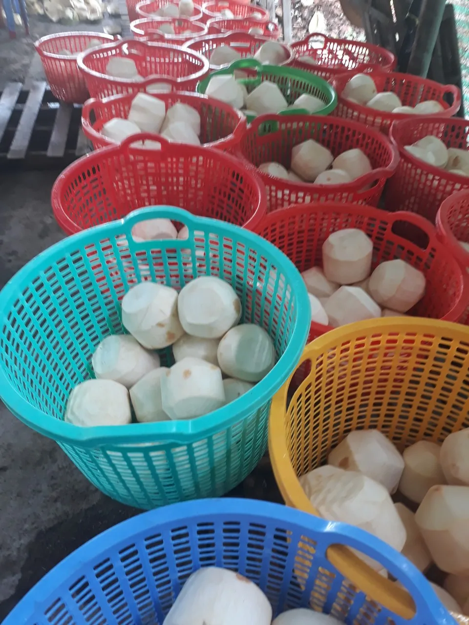 100% Natural Wholesale Coconut / Fresh Matured Coconut whatsapp +84 966208131