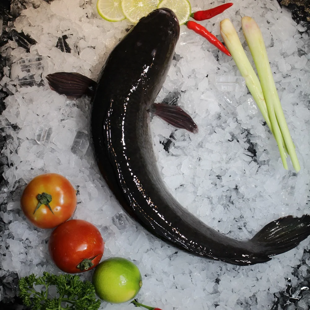 
Свежий цельный кусок с длительным сроком годности 24 месяца из Вьетнама рыба со змеиной головой круглая или филе замороженная 