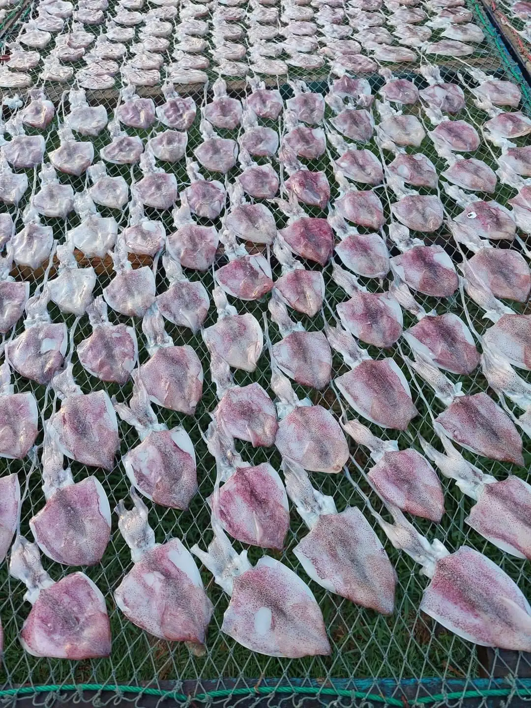 Органический высококачественный сушеный кальмар из Таиланда (4 дюйма), цветная упаковка насыпью, естественное происхождение