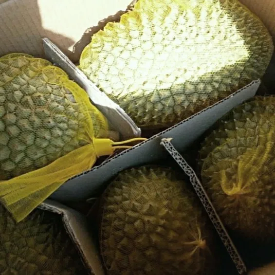 Monthong/ Dona Vietnam Durian fresh fruit- Premium, high quality, clean farming, Global GAP, prestige, attractive price
