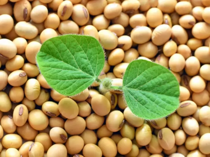 OrSaFarm USA Soya Beans Top Choice High Quality Soybeans Cheap Price Soya Beans Best Selling 5kg/pack