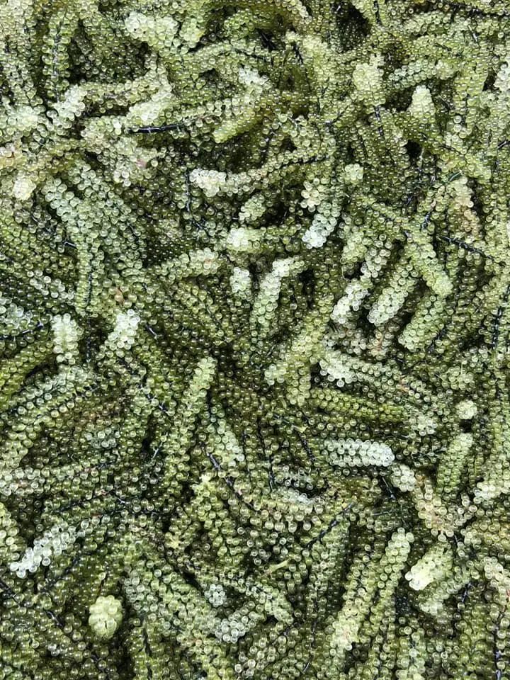 100% натуральный морской виноград из Вьетнама // WHATSAPP +