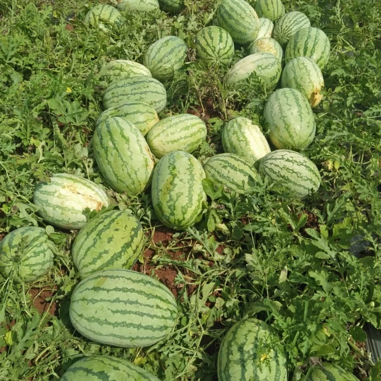 
Fresh Watermelon Style Weight Water  (1600236930713)
