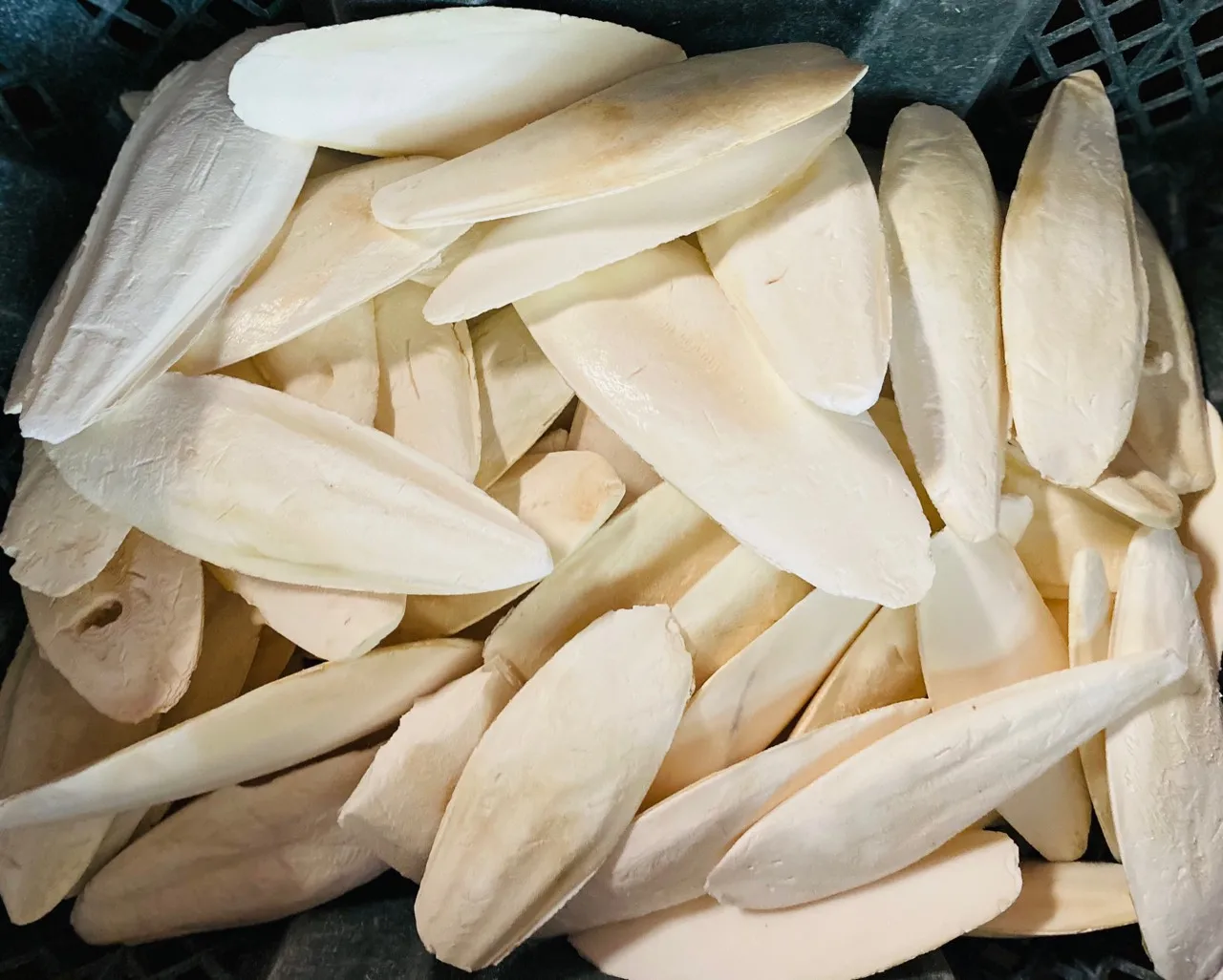 Cuttlebone Material Dried Cuttlefish Bone Or Dried Cuttlebone Best Quality For Sale From Vietnam