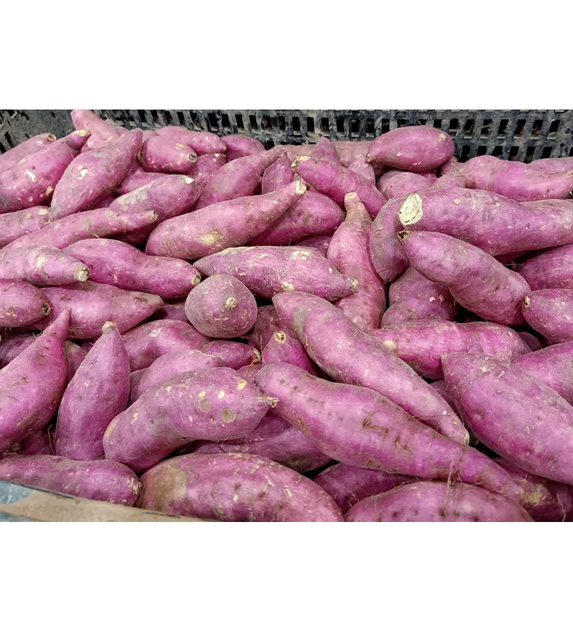 Фиолетовый сладкий картофель органический свежий из