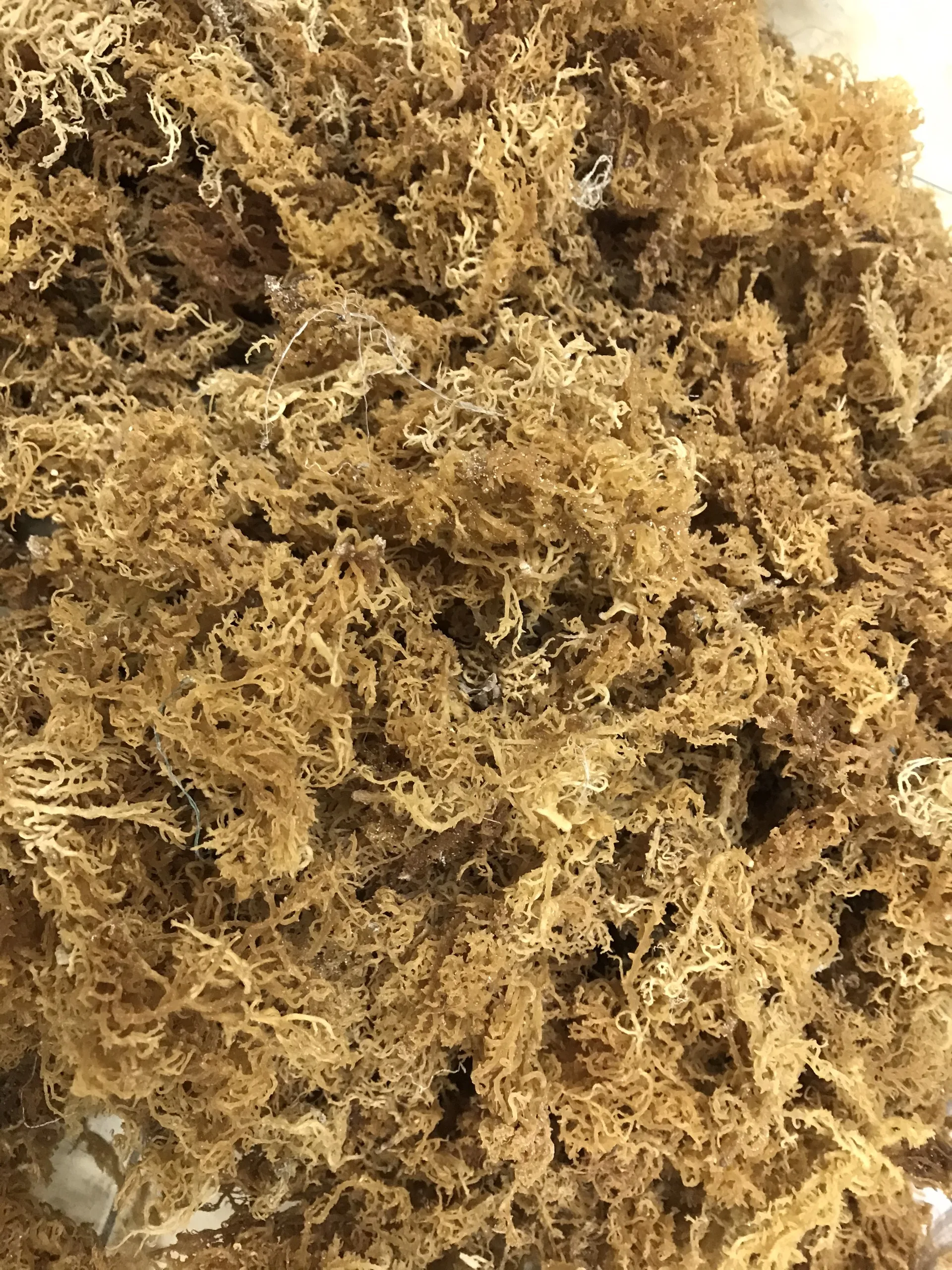  100% натуральный морской Мох/IRISHMOSS/из Вьетнама/Лучшая цена и качество/мисс Триш + 84984696874 (WHATSAPP)