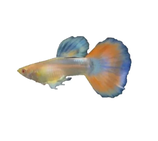 ALBINO RED TAIL GUPPY FISH - Multicolor Thailand Guppy Fish Premium Quality Ornamental Aquariums