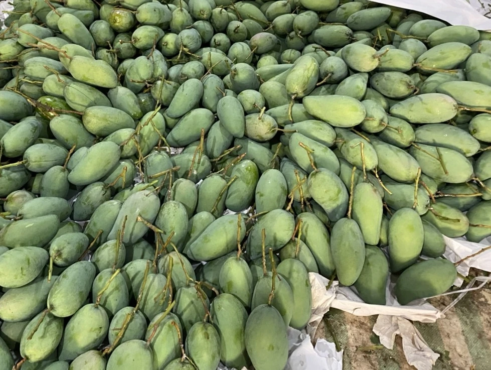 Натуральные фрукты свежие манго лучшее качество вьетнамские оптовая продажа