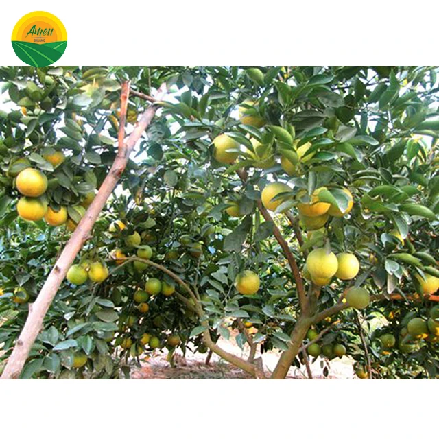 VIET NAM ORANGE FOR SALES
