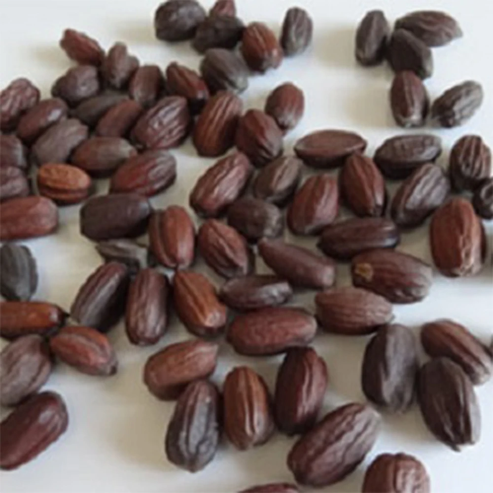 
Bulk Wholesale Pure Cold Pressed Jojoba Seeds 