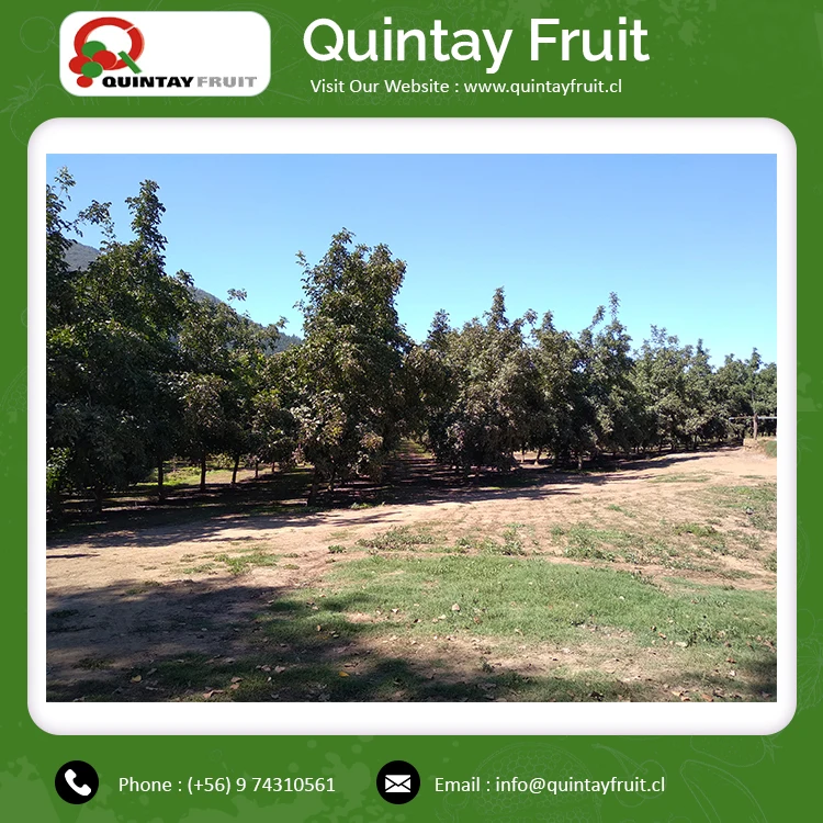 Шелковистые недорогие грецкие орехи по оптовой цене высококачественные шелковистые с дополнительной легкостью