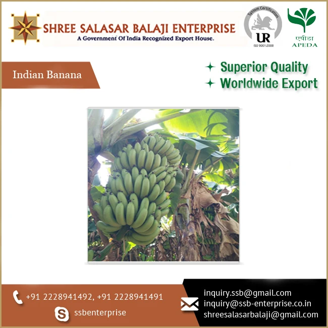 Supplier of Premium Quality Fresh Green Colored Organic Cavendish Bananas for Universal Buyers