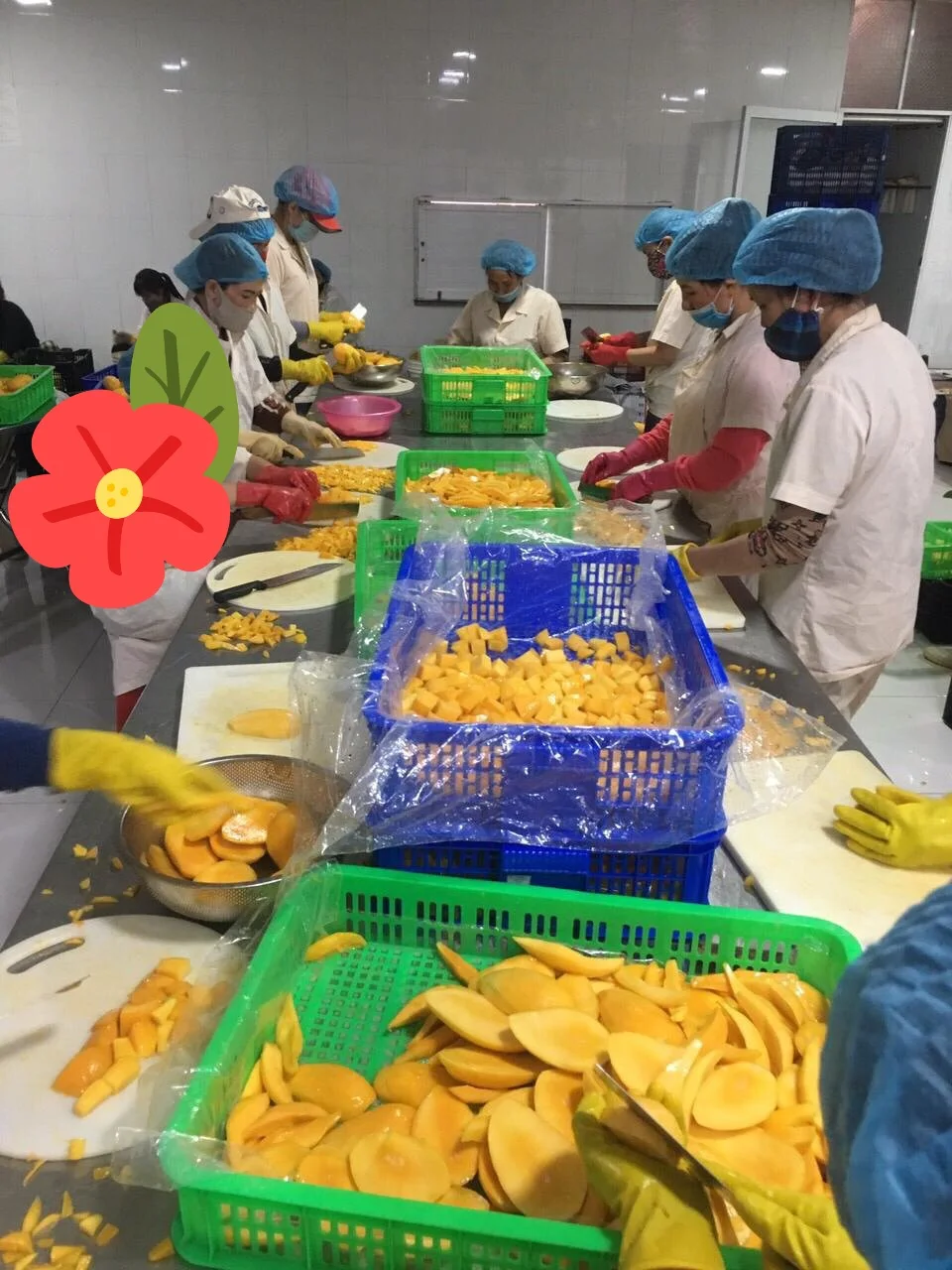 
Supplying frozen mango half-cut from Vietnam with best price_Vikafoods (+84983028718). 