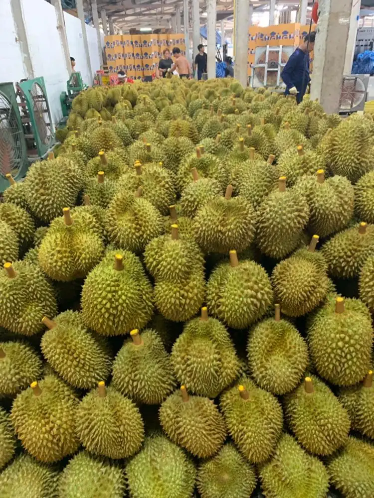 Experience the Taste of Thailand with Our Premium Quality Fresh Cut Durian - Imported Directly from the Finest Orchards, Ready t