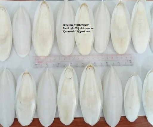 WHOLESALE CUTTLEFISH BONE/ HIGH QUALITY CUTTLEFISH BONE WITH BEST PRICE ( Shyn Tran +84382089109 )