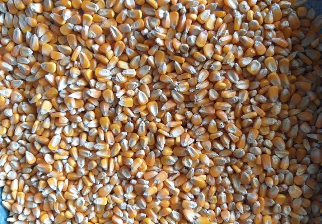 Fresh Quality Dried Yellow Maize for animal feed / Yellow maize for Poultry feed for sale 2021