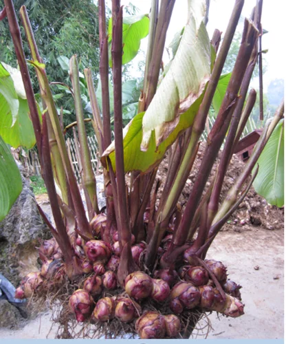 Vietnam поставщик оптовая продажа вермишель Arrowroot | Азиатская еда