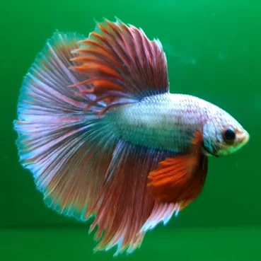 Таиланд бетта рыба полулуна супер цвет оптовая продажа