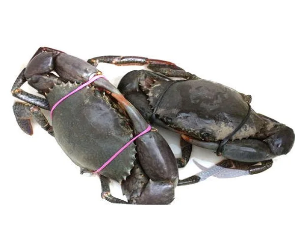  Premium Quality Fresh Crab/ live Mud Crab Green Colour For