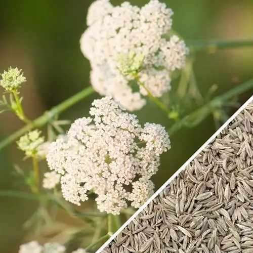 EXPORT QUALITY CUMMIN SEEDS FOR Afghanistan