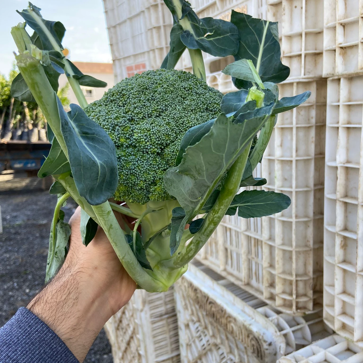 Wholesale Fresh Broccoli Vegetables FROM TURKEY New Crop 2021
