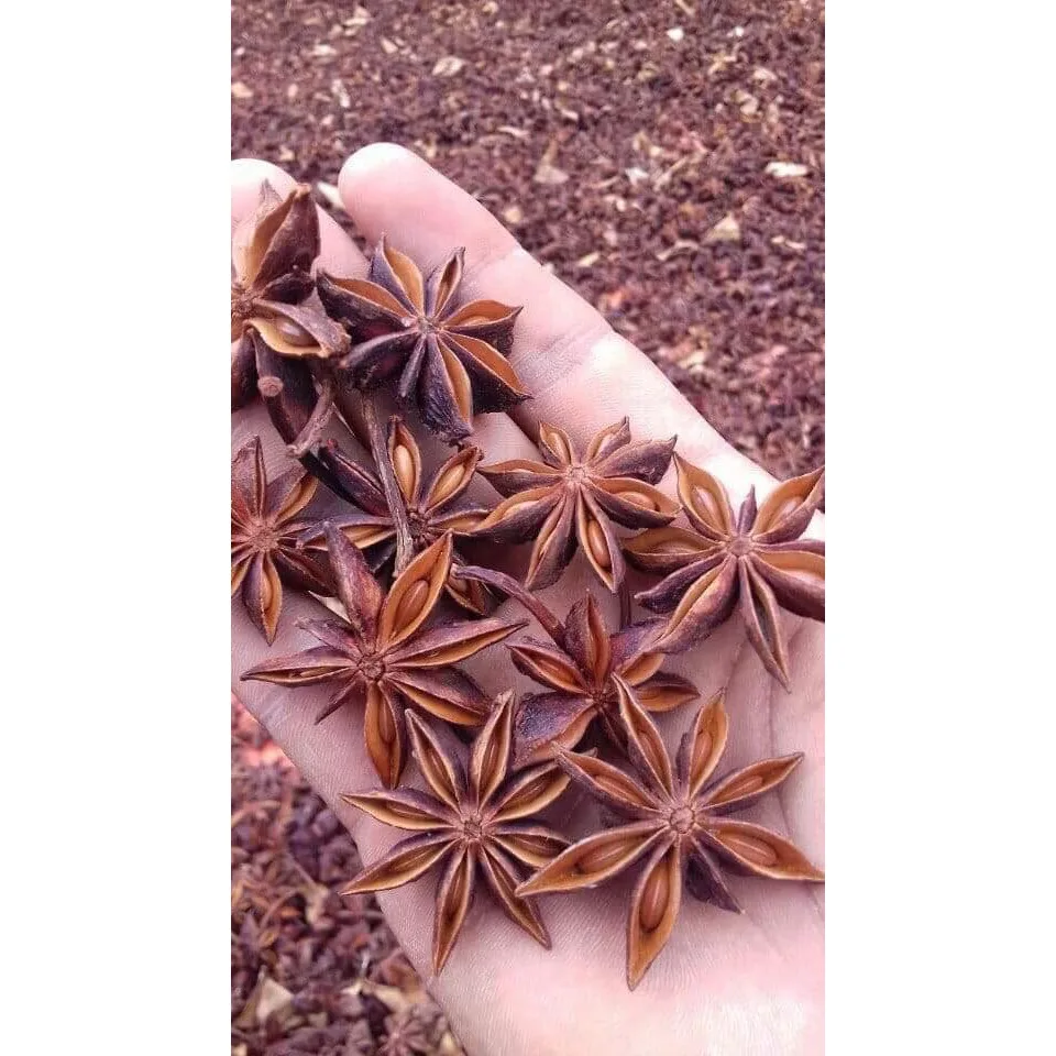 Star Anise, Top Product Natural Sun Dried Star Anise From Vietnam Export Agricultural Products