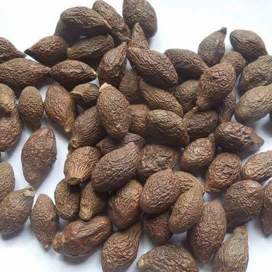 
High Delicious Organic Malva Nuts/Pang Da Hai tree Wholesale - Ms.Jessica +84 941 842 405 