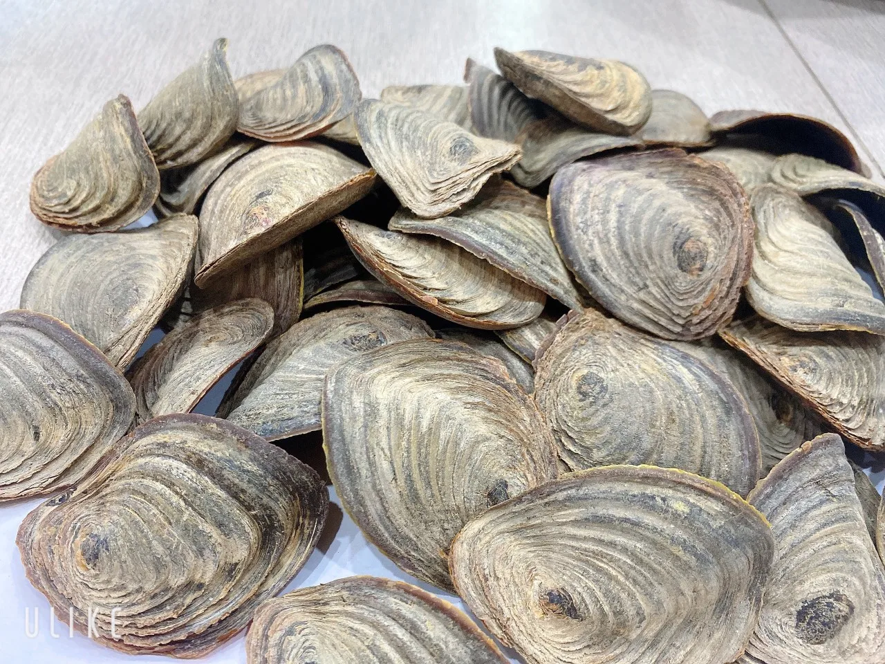 Cheap Price Dried Murex Operculum Shell Murex Operculum shells