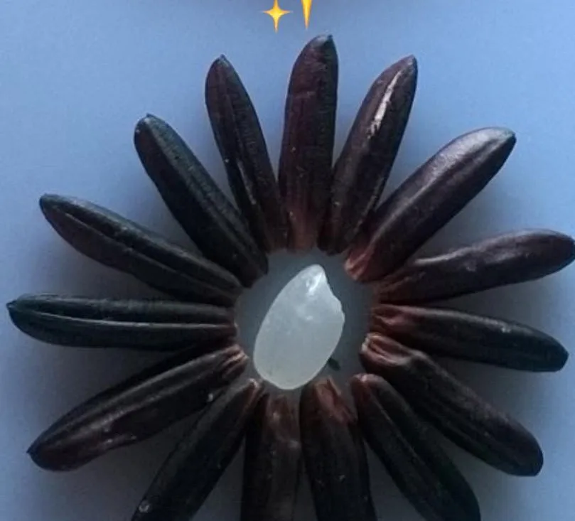 
Export To The World Black Rice 5% Broken With High Fiber Special Good For Health 