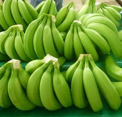 
High Quality Fresh Green Cavendish Bananas 