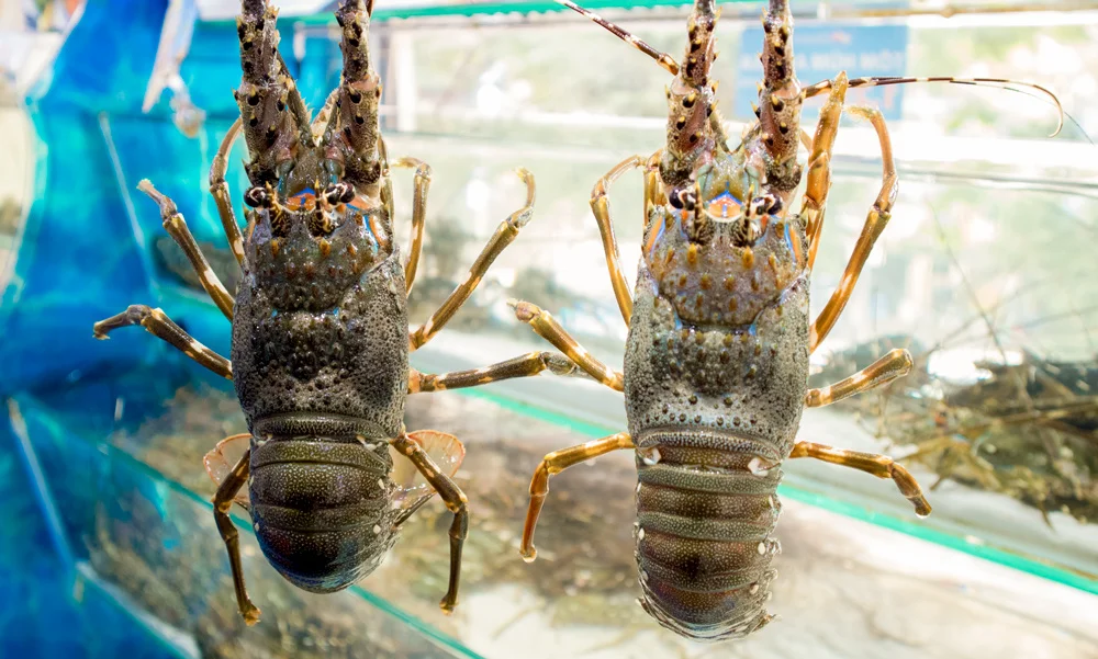 Доступная цена, натуральный спиннистый Лобстер/IQF Лобстер из Вьетнама