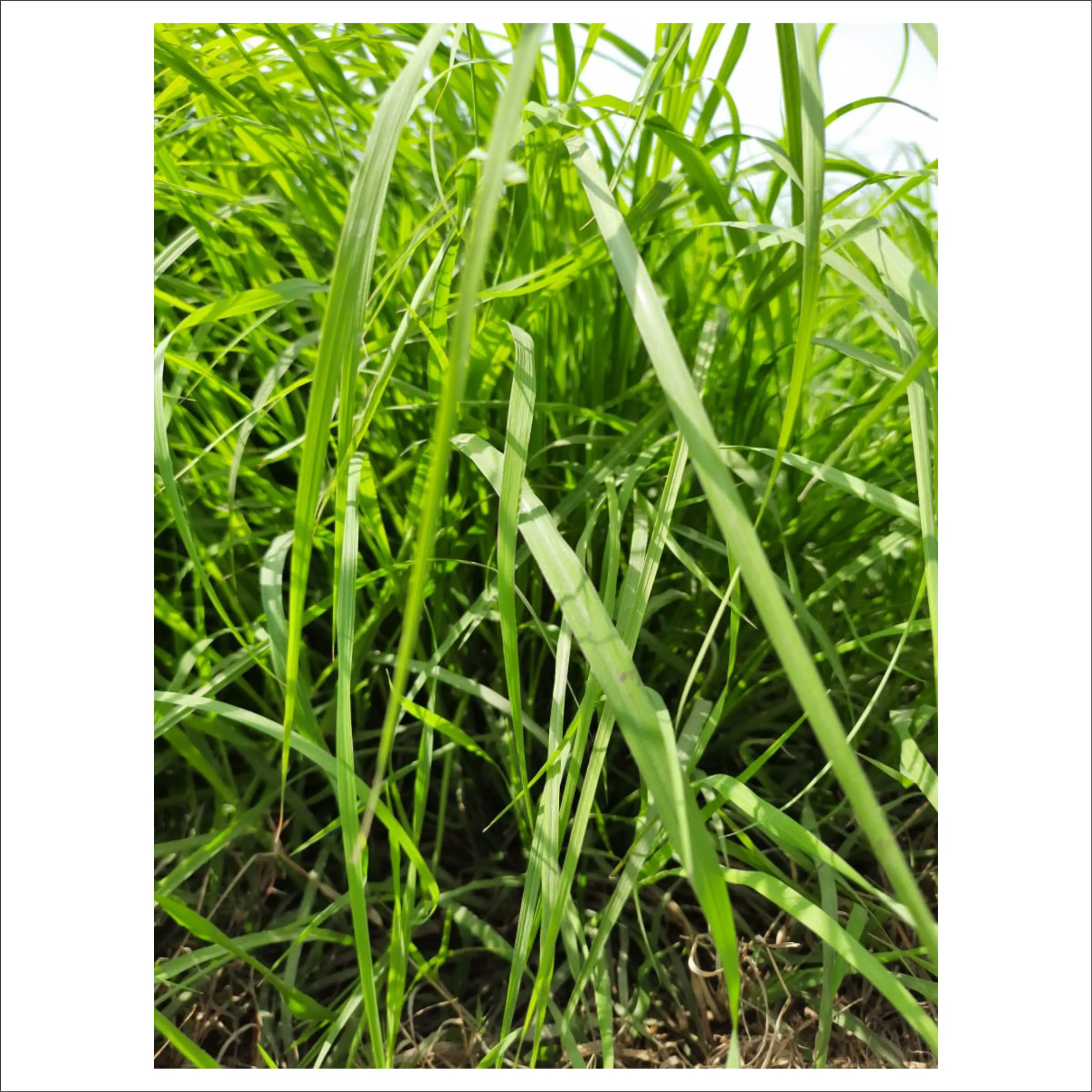 
Best Price Timothy Alfalfa Hay / Rhode Hay and Alfalfa Hay 