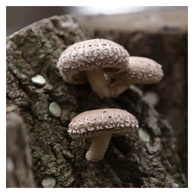 Оптовая продажа высушенный трафель в виде грибов белый цветок Dongko из Южной Кореи